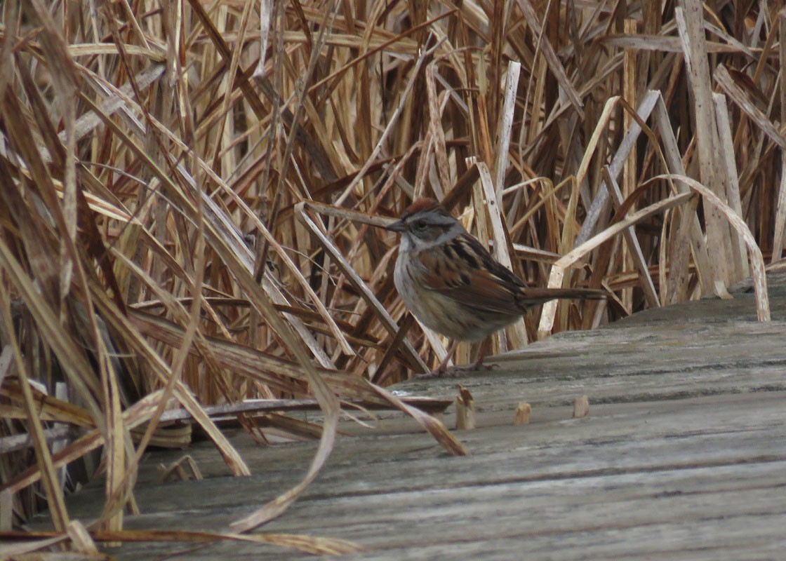 Swamp Sparrow - ML155357281