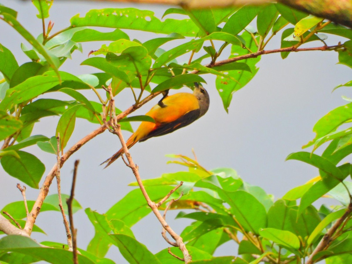 Small Minivet - ML155357721