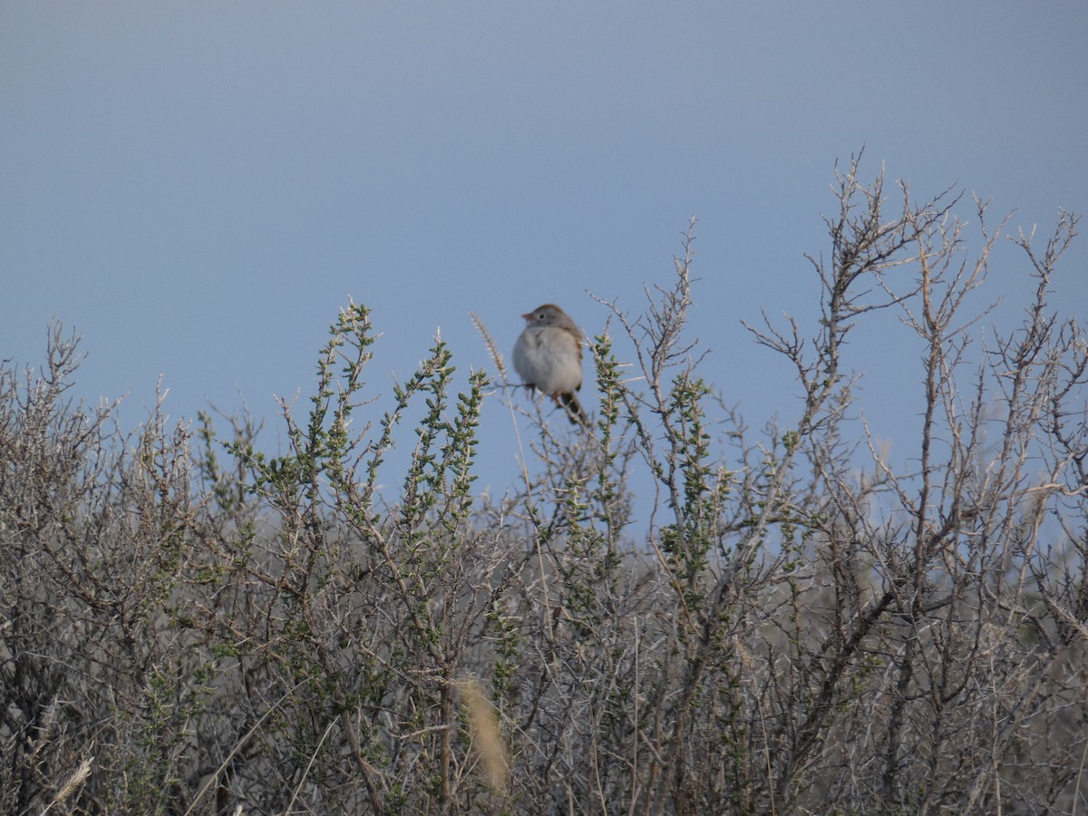 Field Sparrow - ML155358111