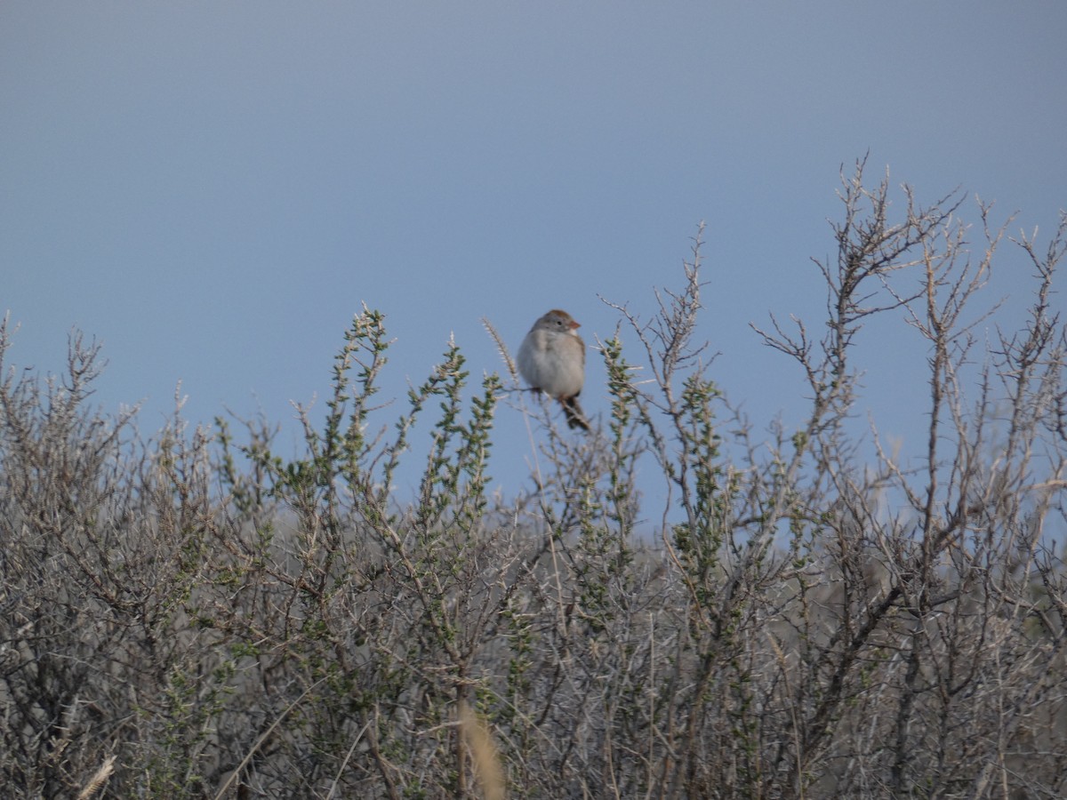Field Sparrow - ML155358251