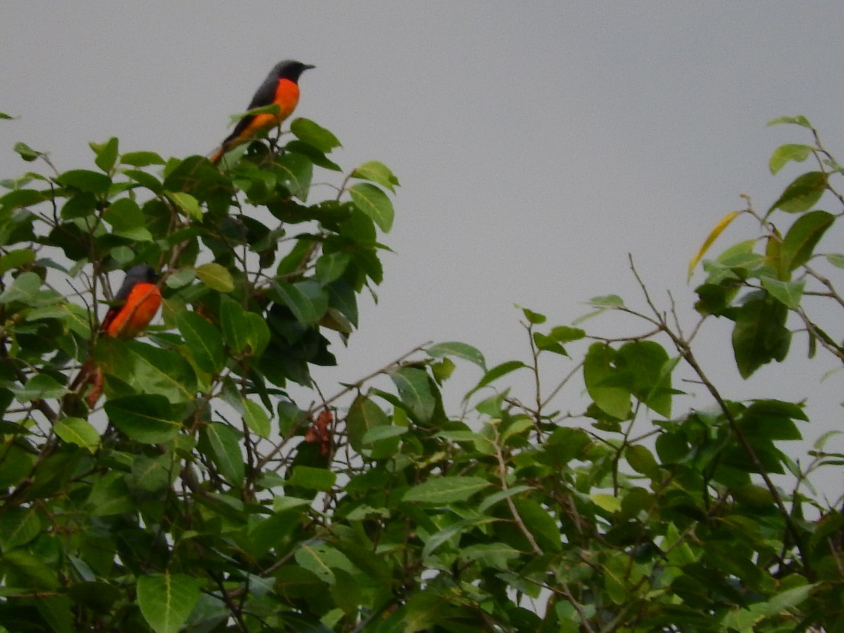 Zwergmennigvogel - ML155359181