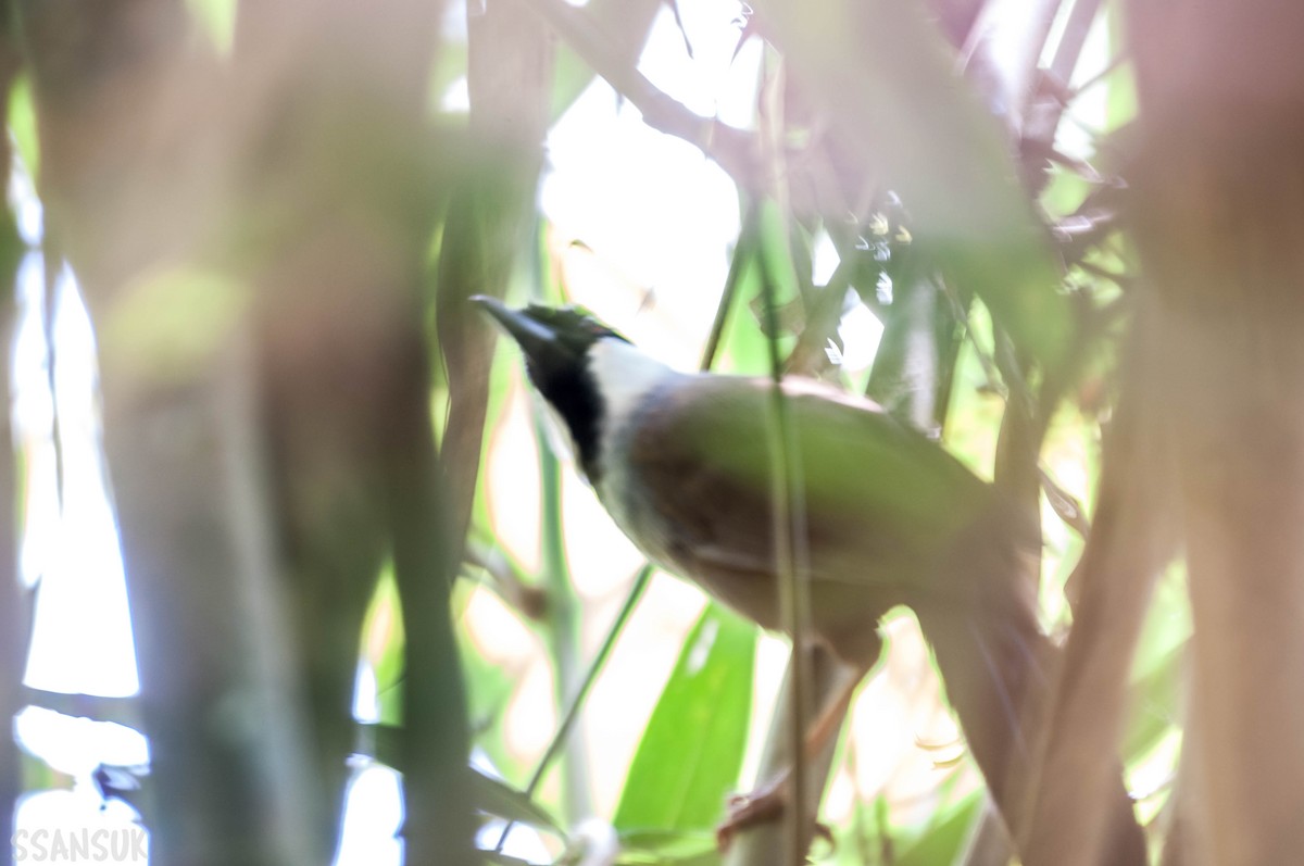 Black-throated Laughingthrush - Sakkarin Sansuk