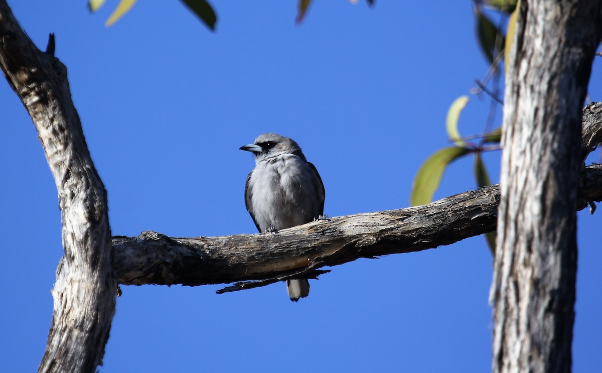 Black-faced Woodswallow - ML155360031