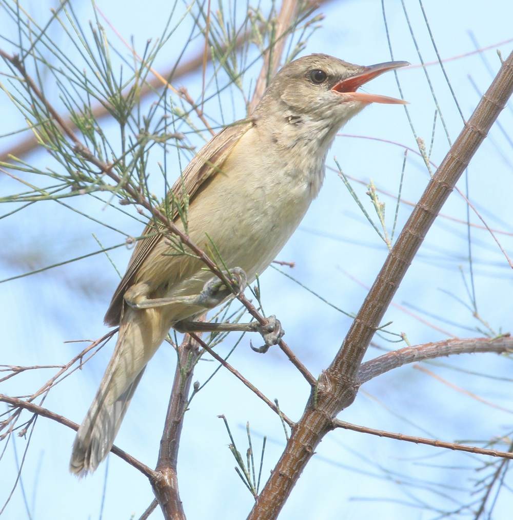 Oriental Reed Warbler - ML155360671