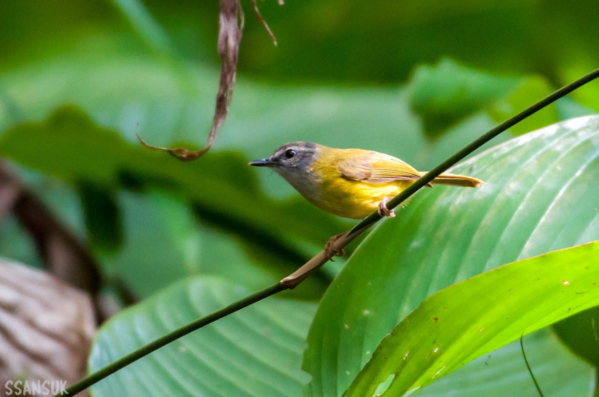 Yellow-bellied Warbler - Sakkarin Sansuk
