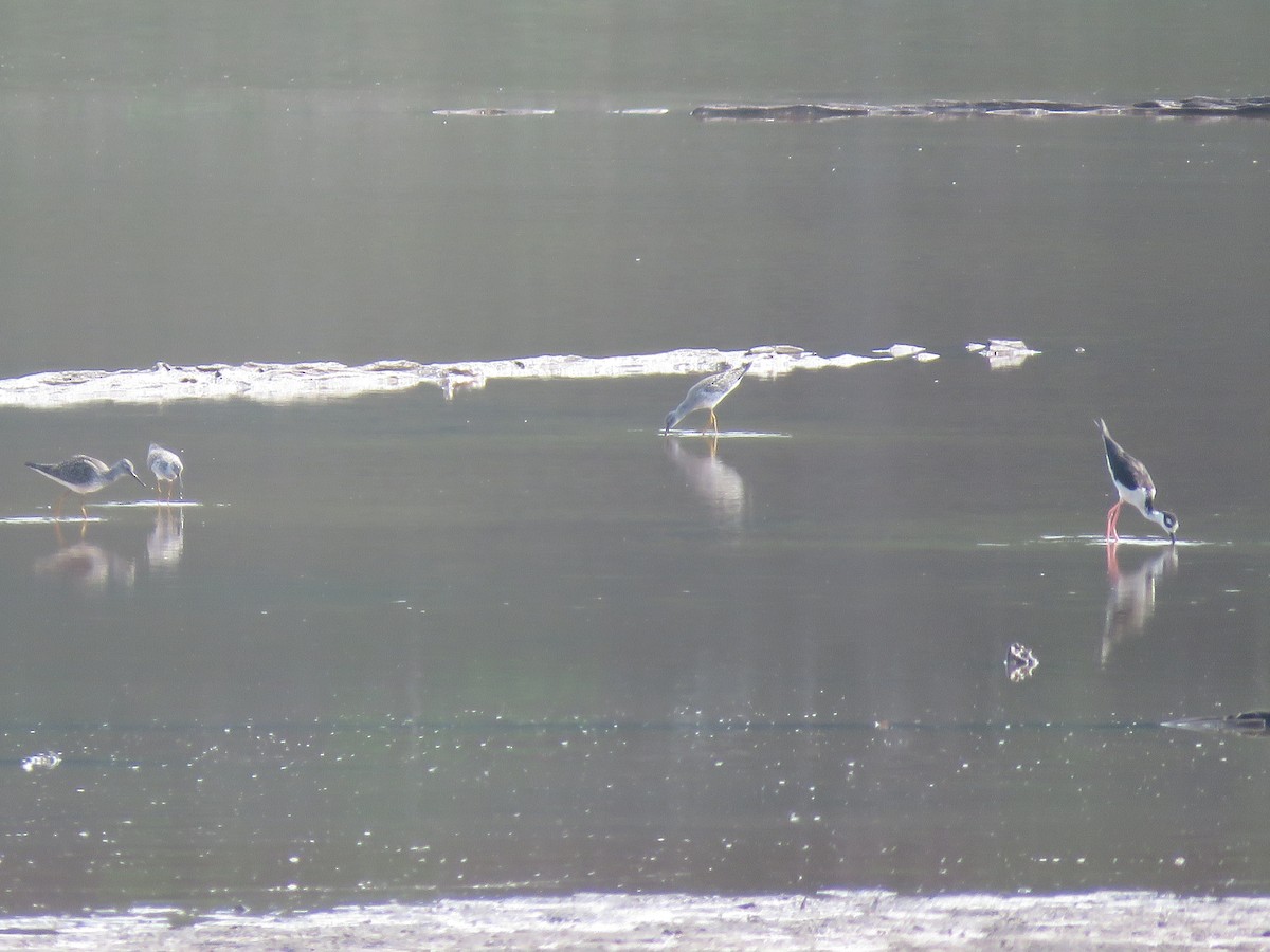 Lesser Yellowlegs - ML155361471