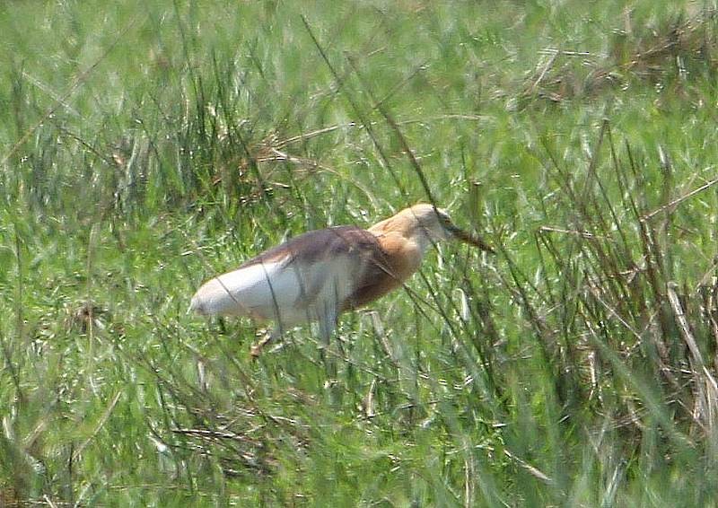 Javan Pond-Heron - ML155362411