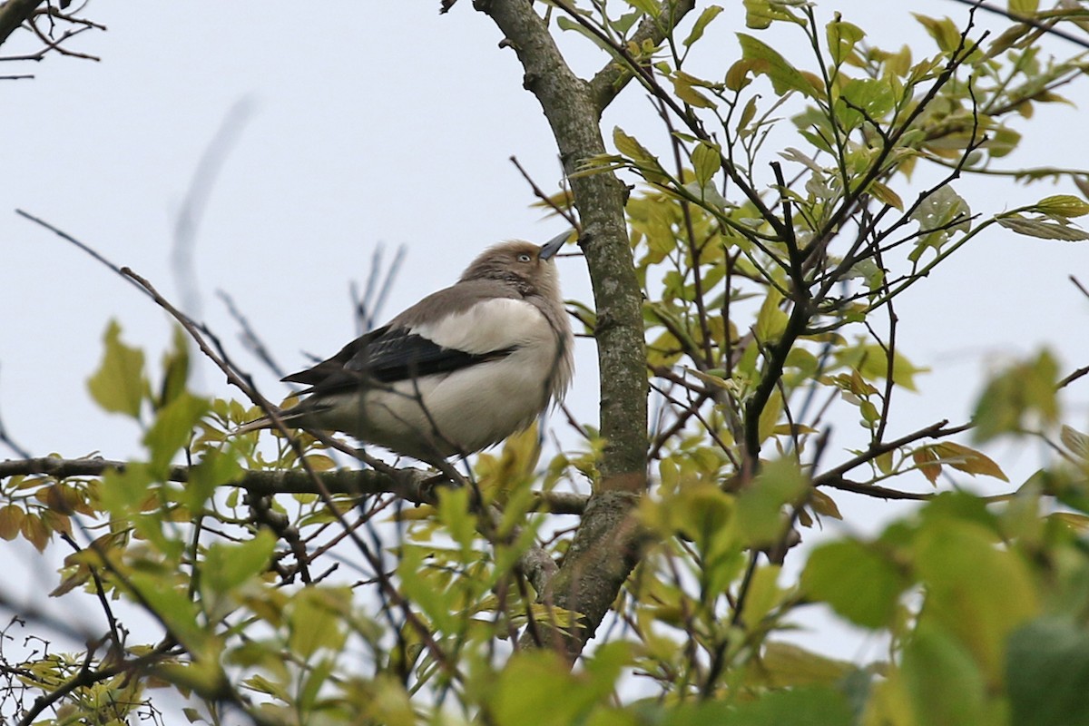 White-shouldered Starling - ML155362461