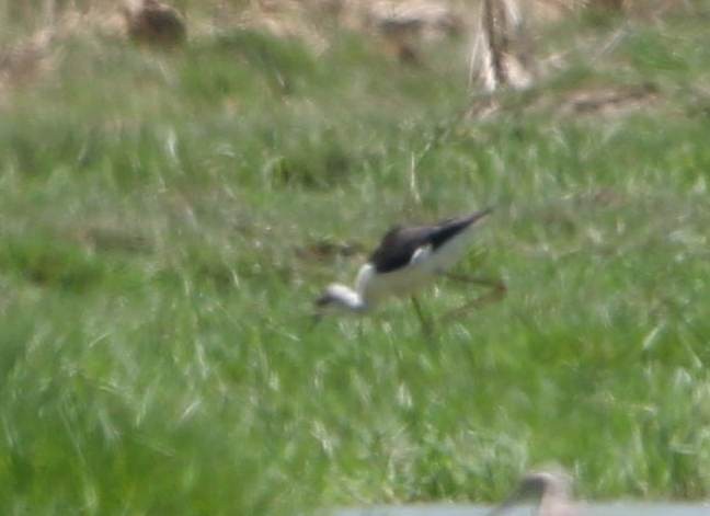 Black-winged Stilt - ML155362821