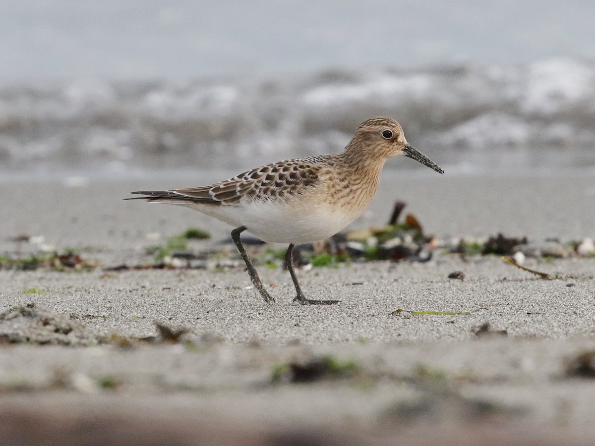 Baird's Sandpiper - Jordan Gunn