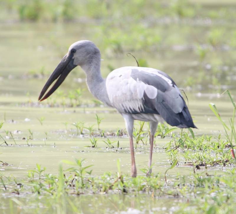 Asian Openbill - ML155364321