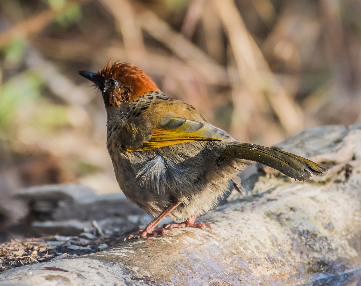 Chestnut-crowned Laughingthrush - ML155364371