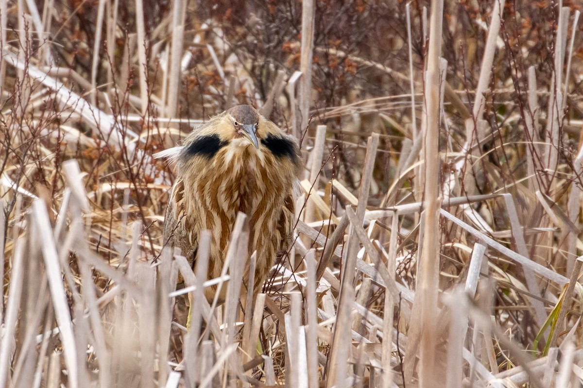 American Bittern - Louis Bevier