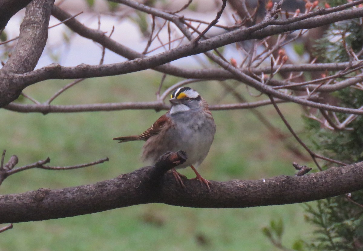 White-throated Sparrow - ML155366241