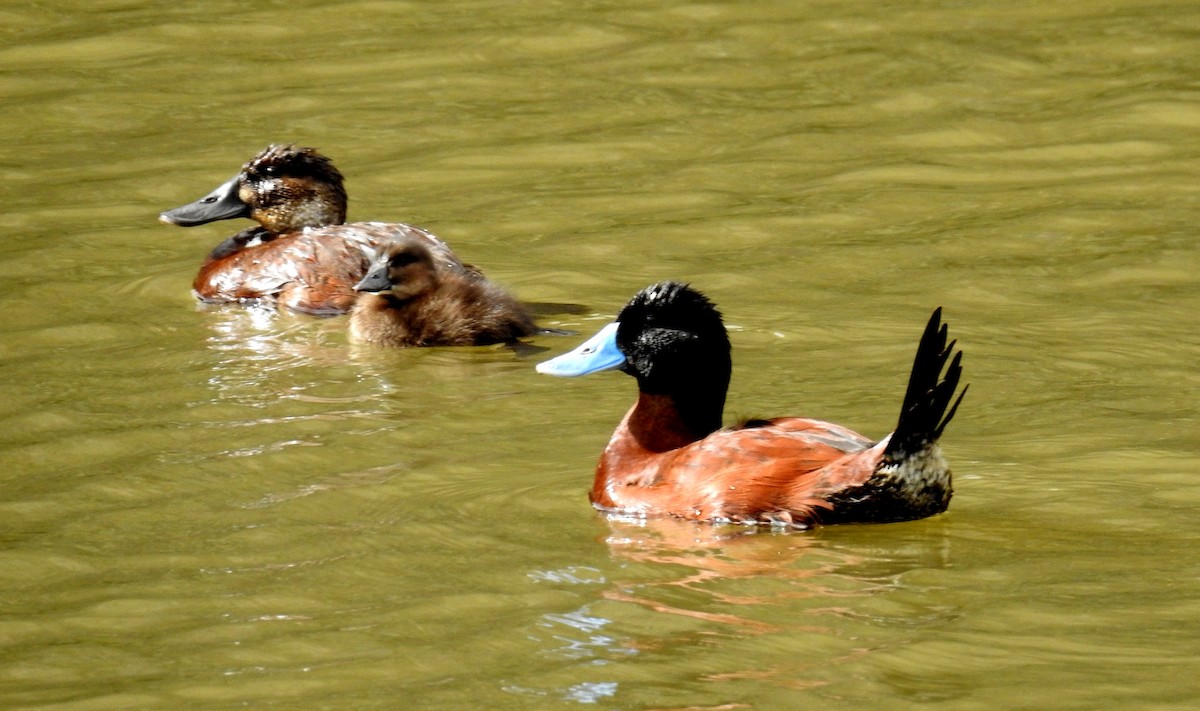 Andean Duck - Fernando Angulo - CORBIDI