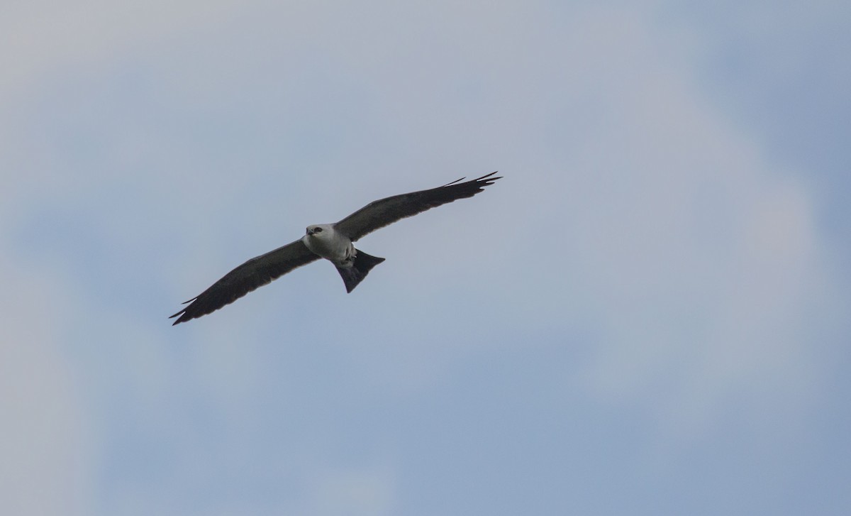 Mississippi Kite - Mike Austin