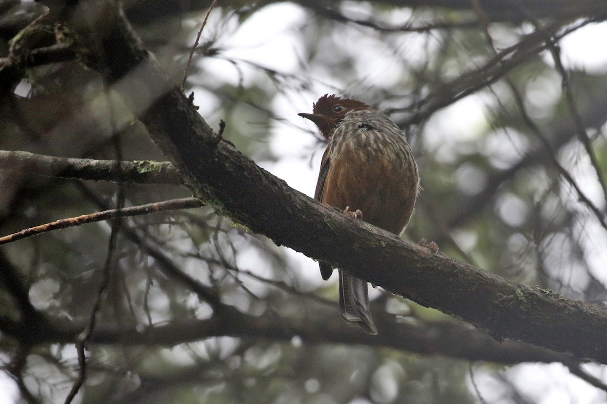 Taiwan Barwing - Charley Hesse TROPICAL BIRDING