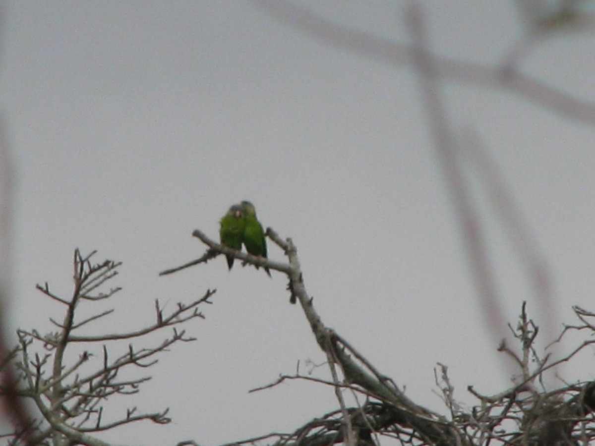 Gray-cheeked Parakeet - Hector Cadena