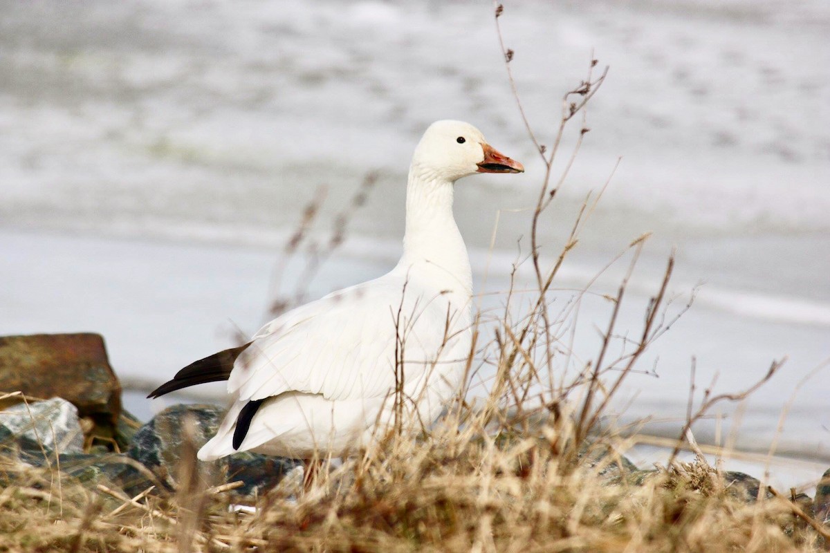 Snow Goose - ML155371931