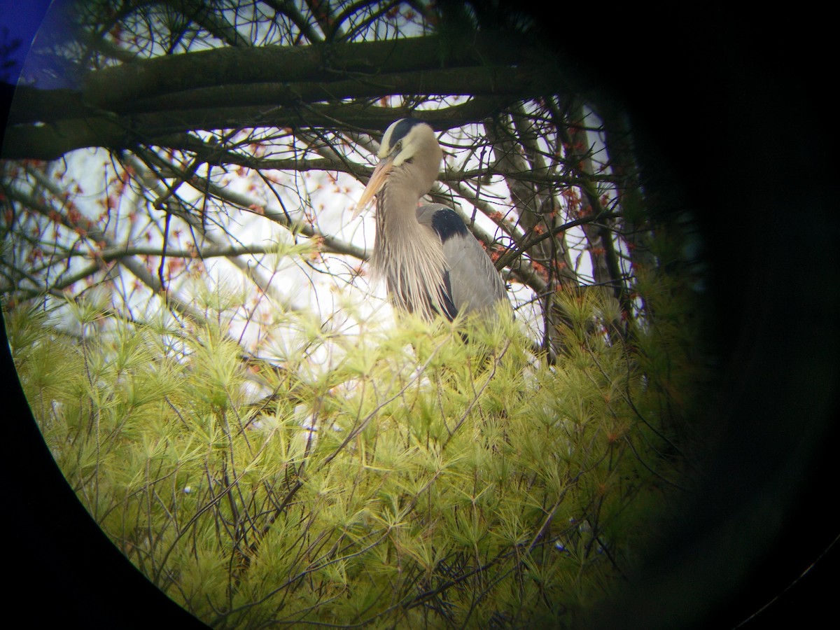 Great Blue Heron - ML155372491