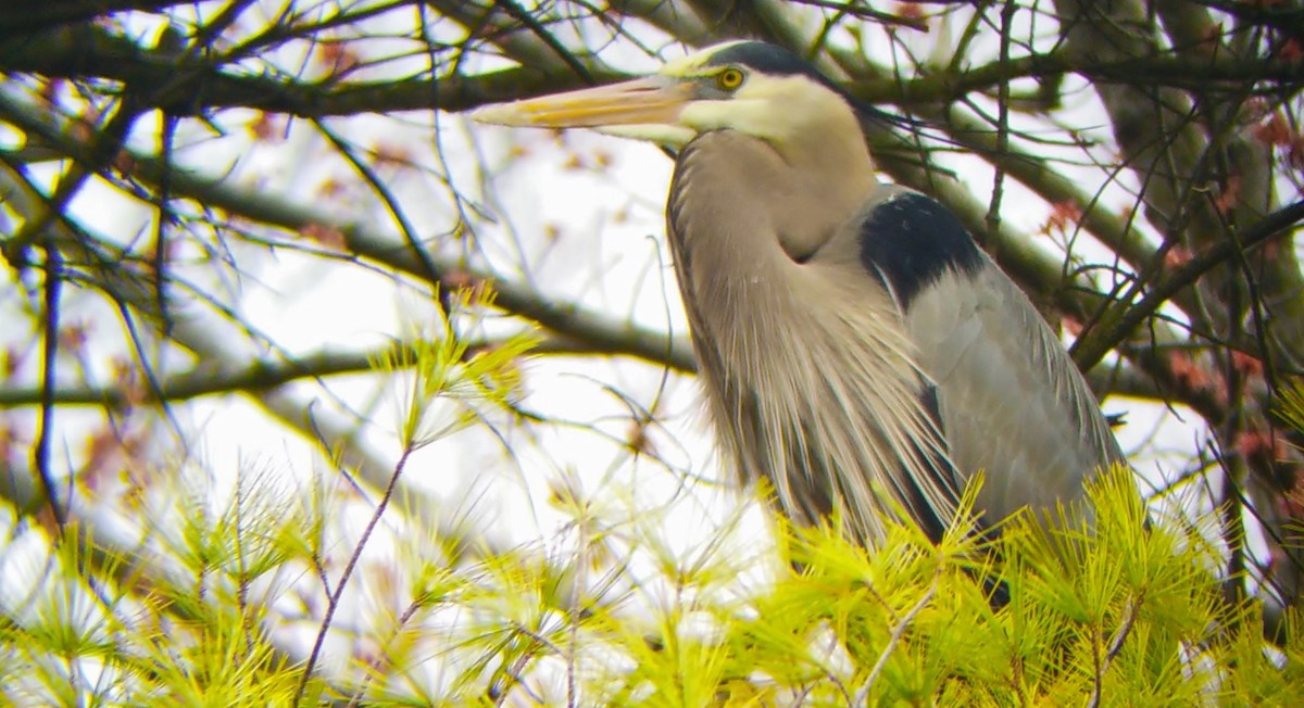 Great Blue Heron - ML155372671