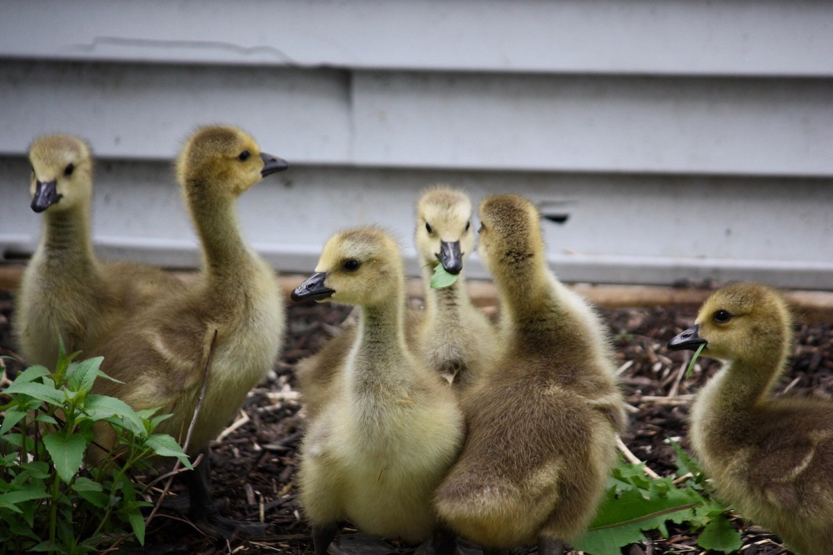 Canada Goose - ML155373061