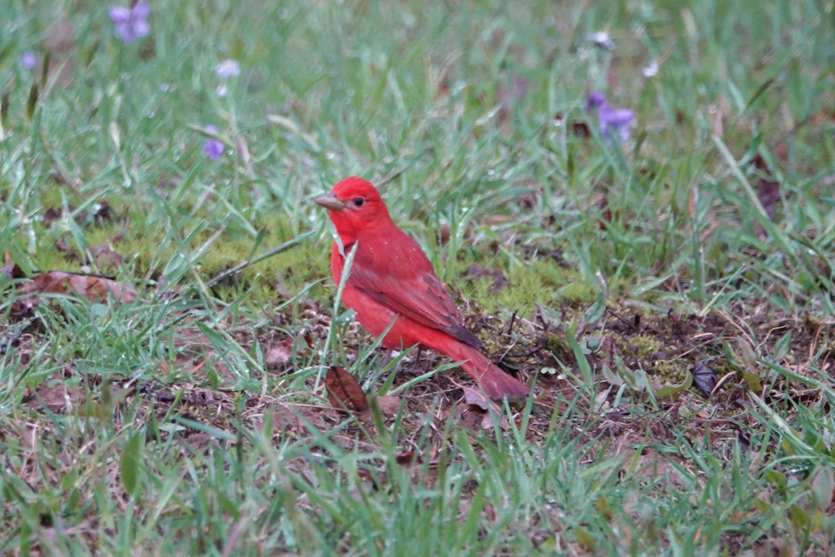 Summer Tanager - Kyle Brock