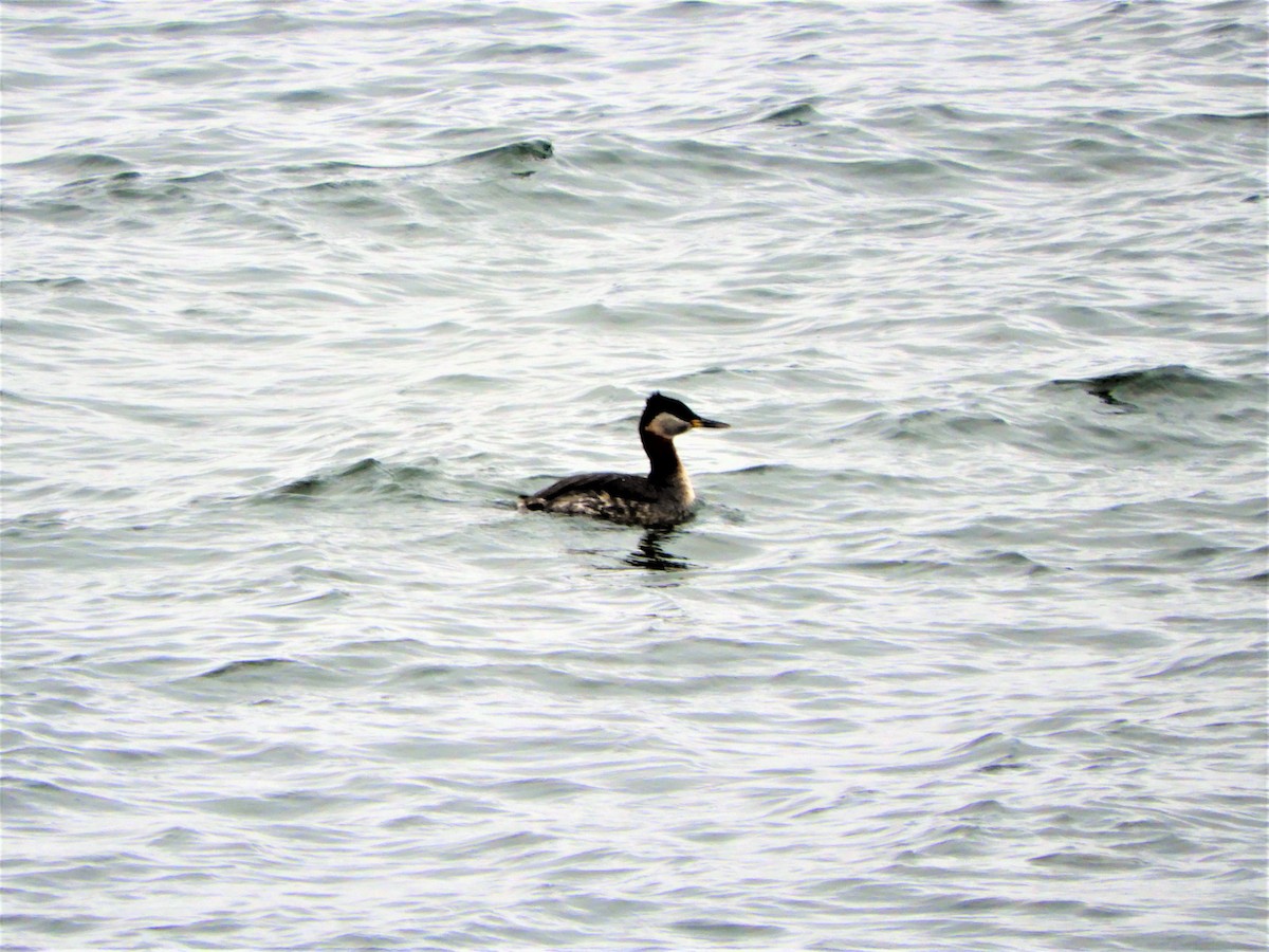 Red-necked Grebe - ML155375151