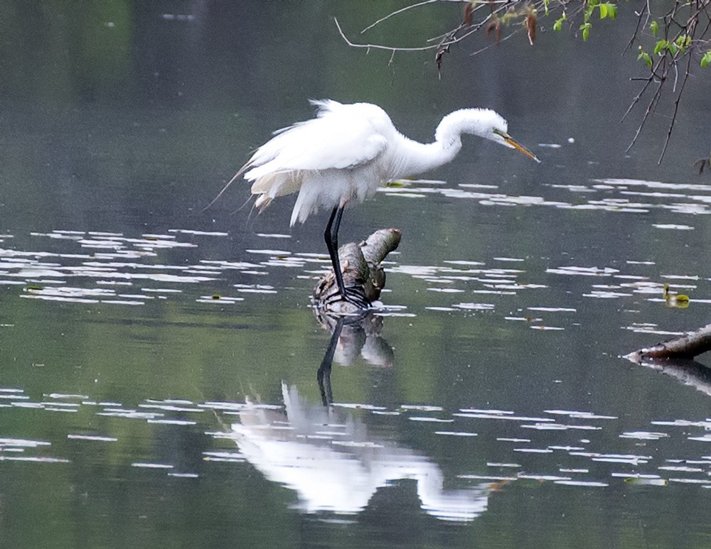 Great Egret - ML155376091