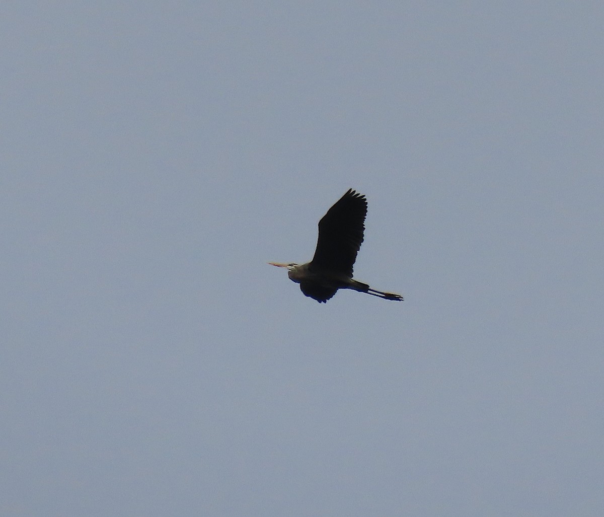 Great Blue Heron - ML155377031
