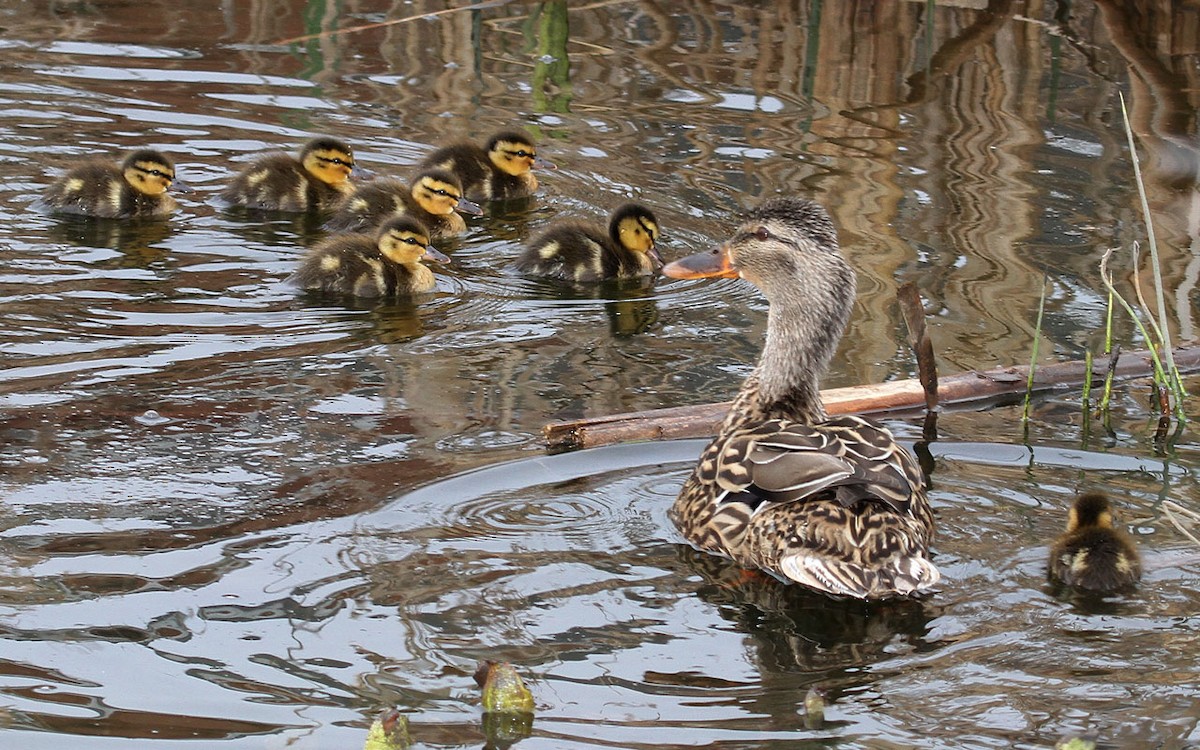 Mallard - Timon Tesar