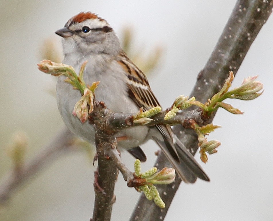 Chipping Sparrow - ML155378511
