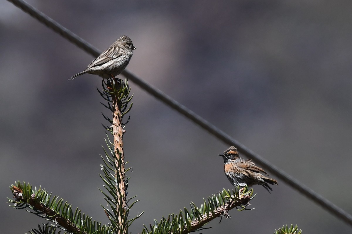 Rufous-breasted Accentor - ML155378581