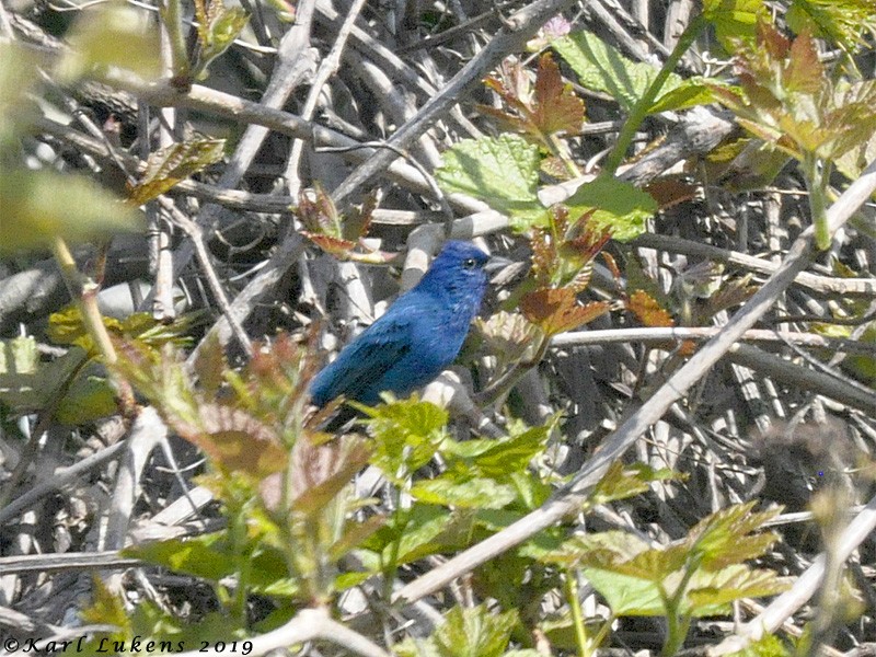 Passerin indigo - ML155380561