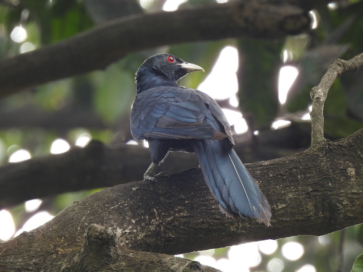 Asian Koel - Debdeep Pramanik