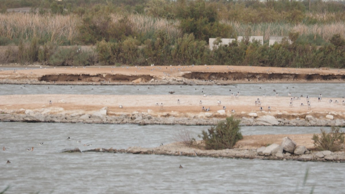 Caspian Tern - Merryl Edelstein