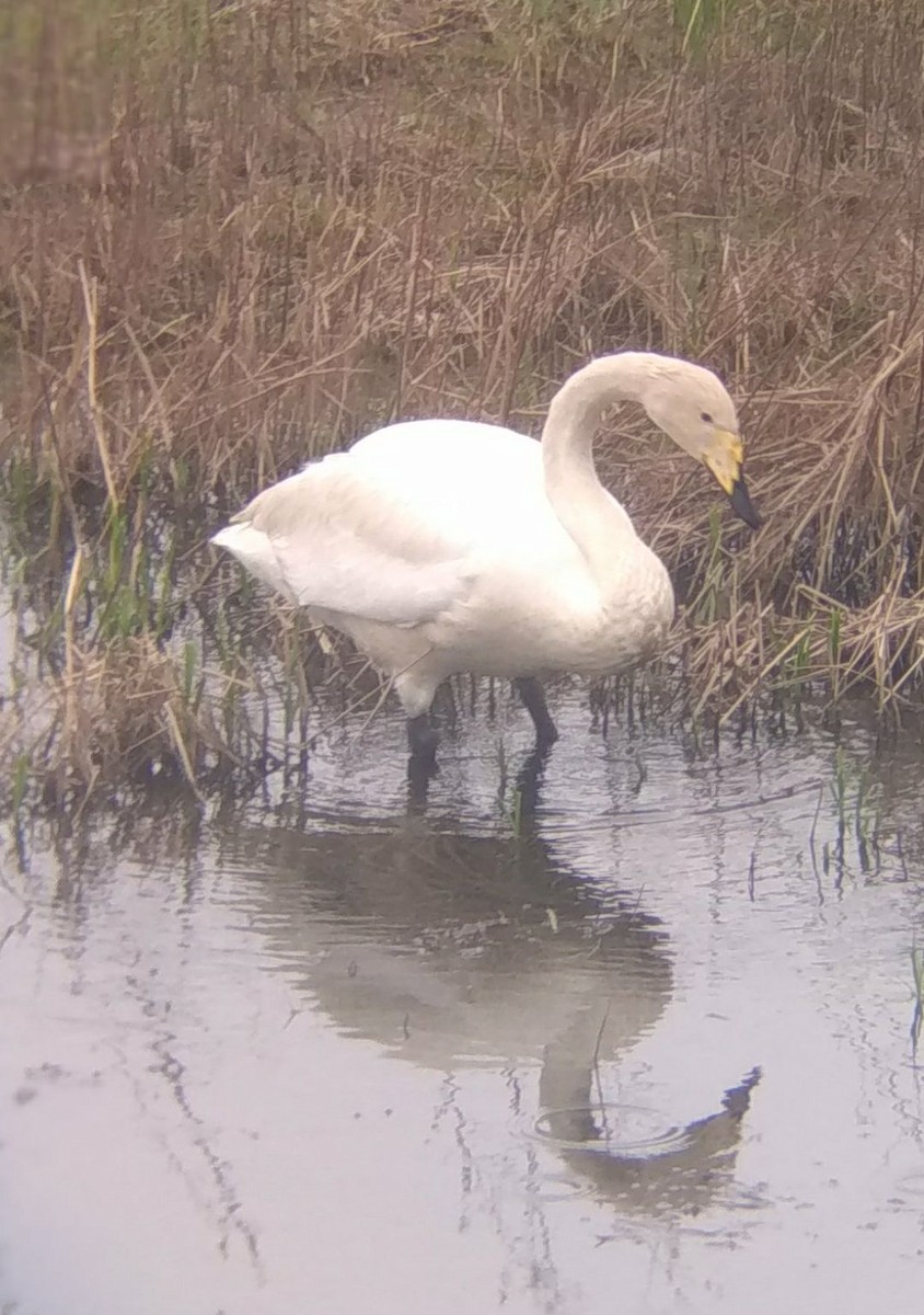 Cygne chanteur - ML155385201