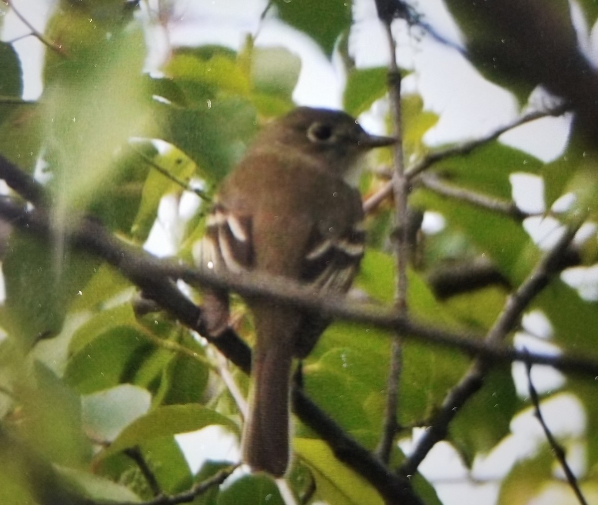 Least Flycatcher - ML155386271