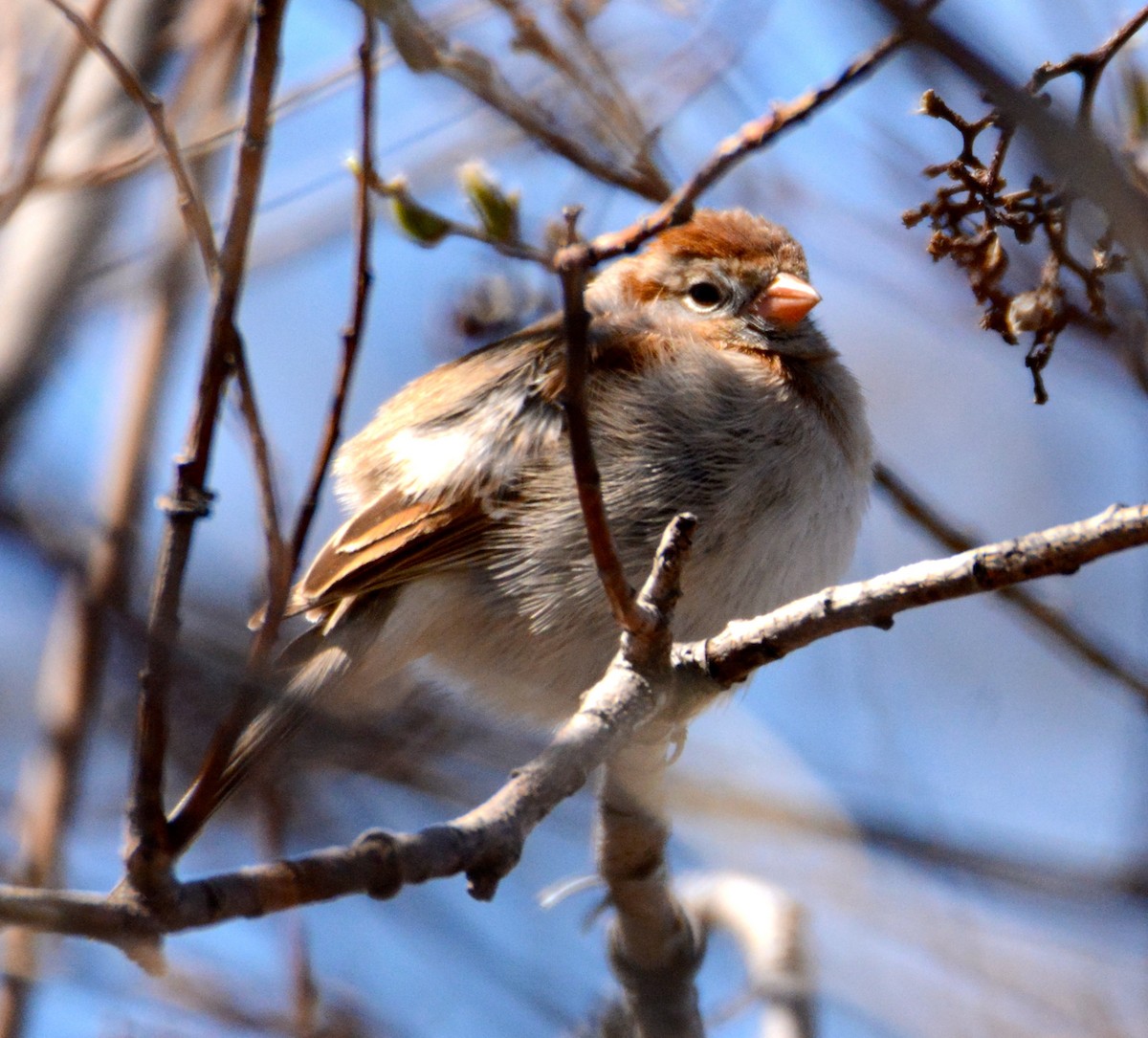 Field Sparrow - ML155389201