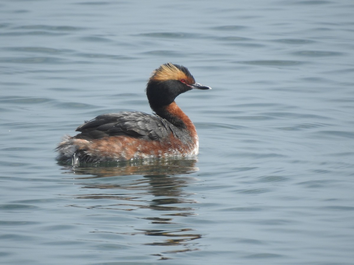 Horned Grebe - ML155389671