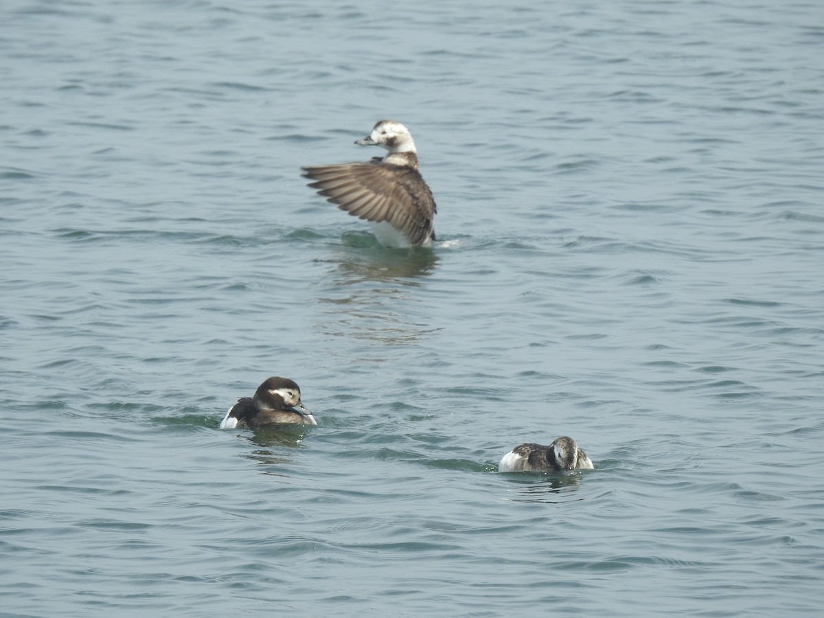 Long-tailed Duck - ML155390101