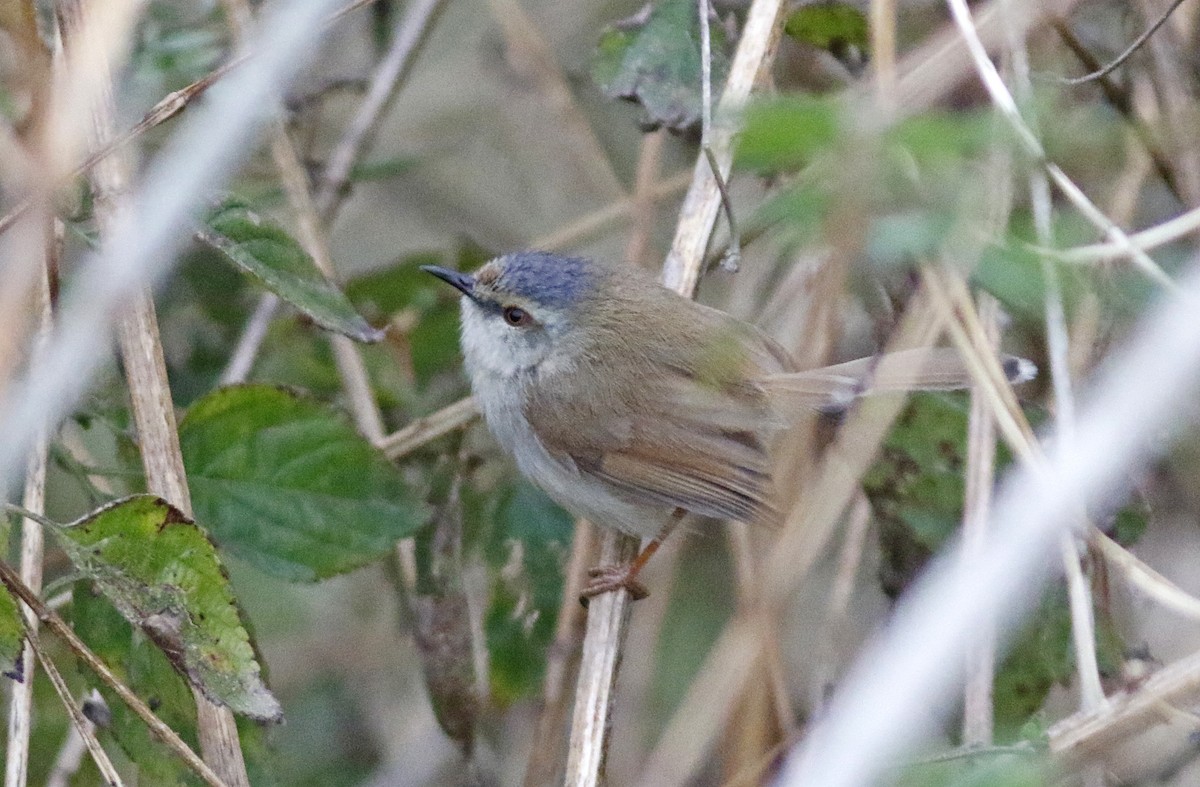 Gray-crowned Prinia - ML155390311