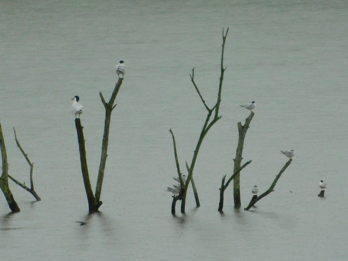 Forster's Tern - ML155390761