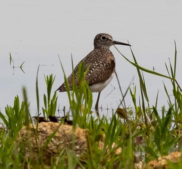 Solitary Sandpiper - ML155390991