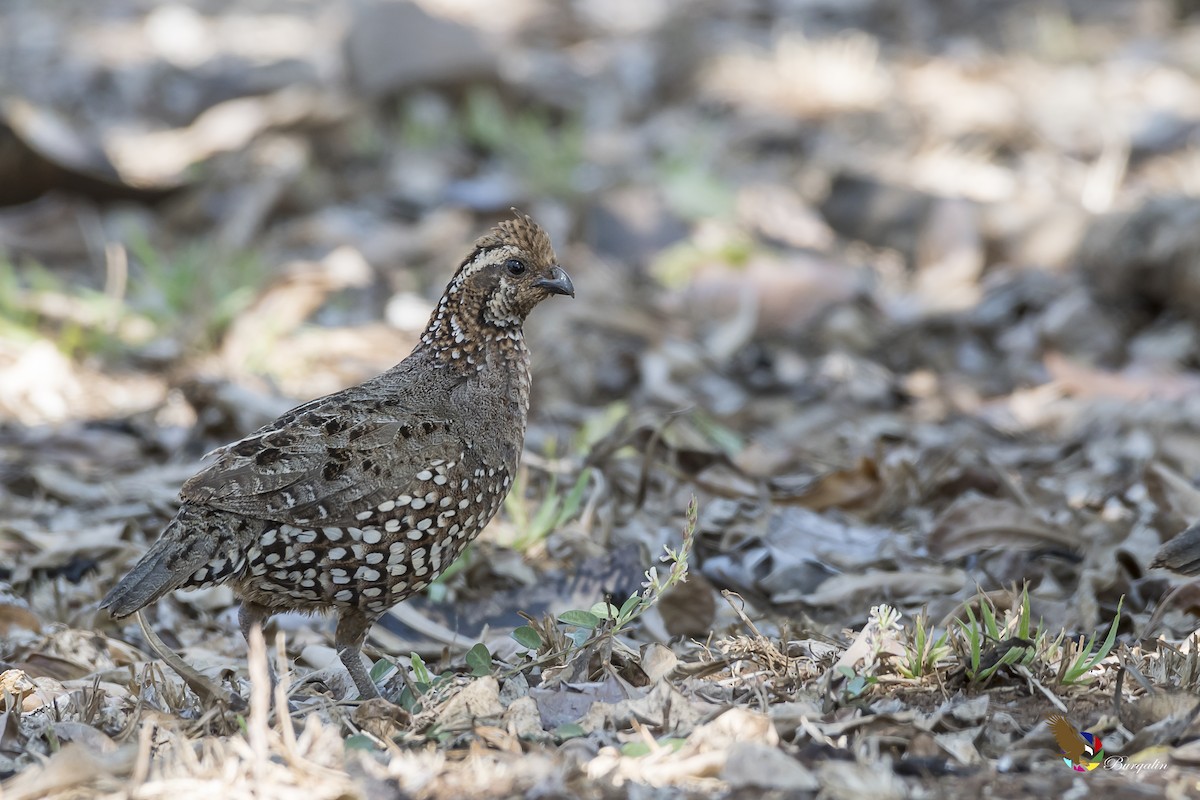 Spot-bellied Bobwhite - ML155391391