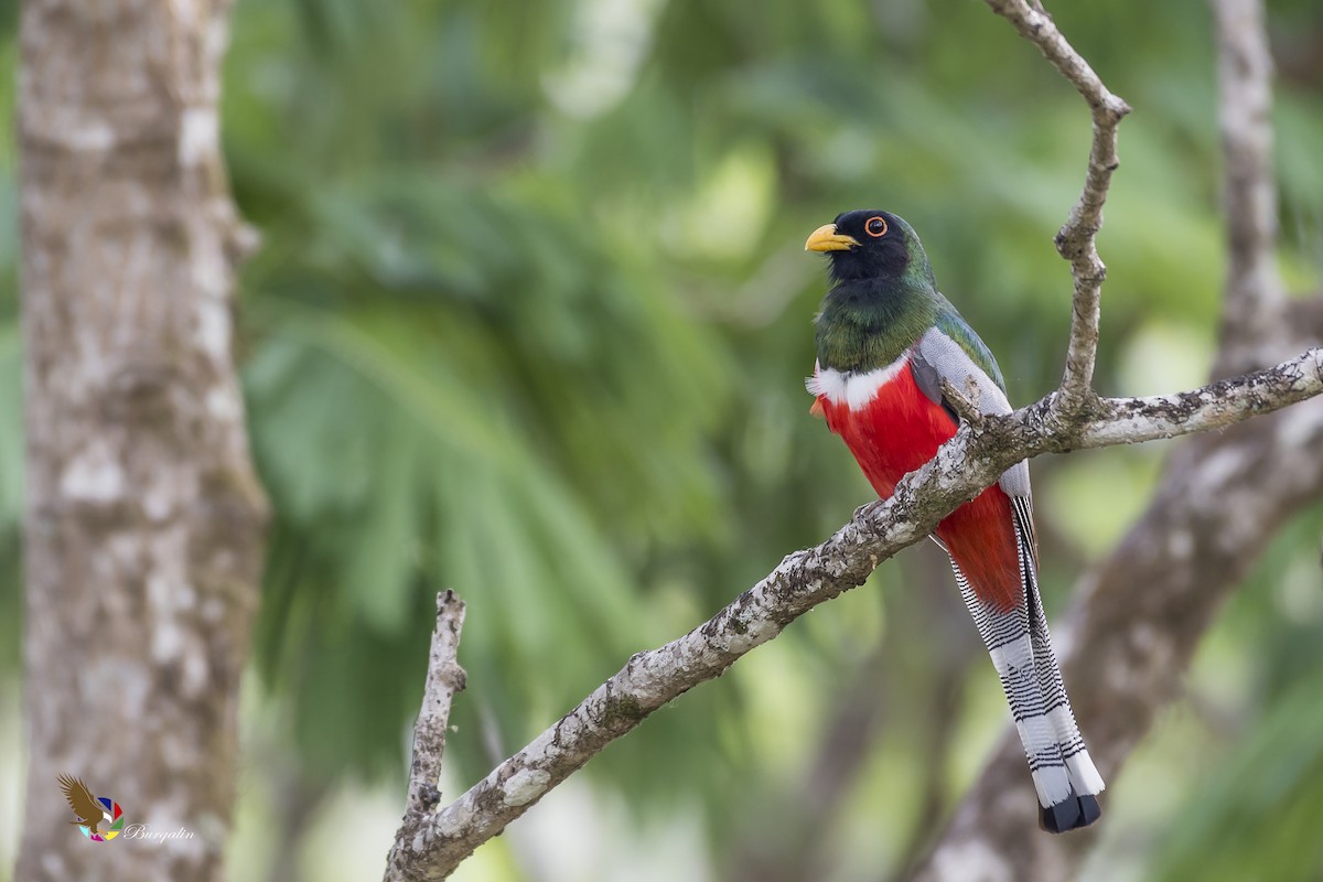 Elegant Trogon - Fernando Burgalin Sequeria