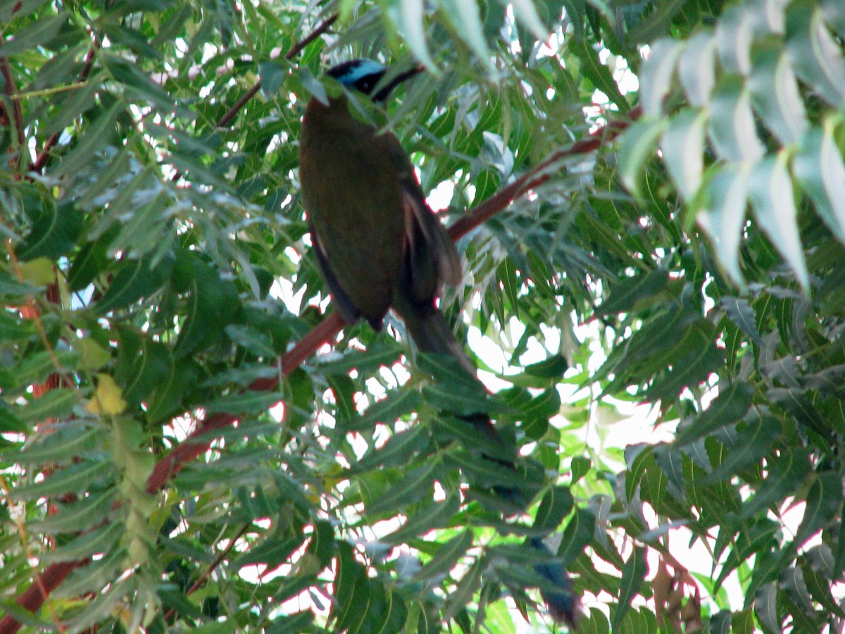 Whooping Motmot - Hector Cadena