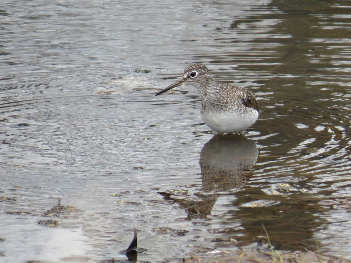 Solitary Sandpiper - ML155393751