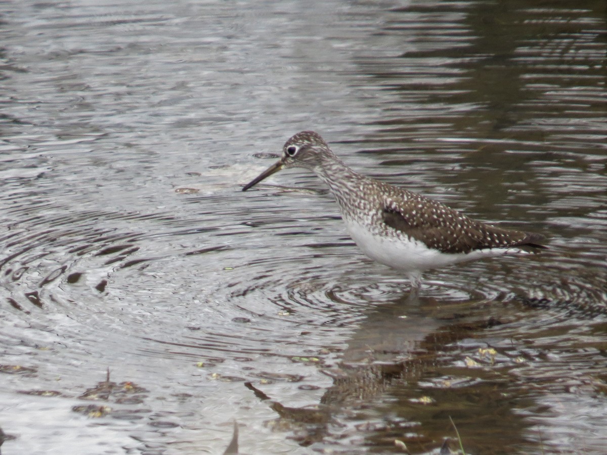 Solitary Sandpiper - ML155393761