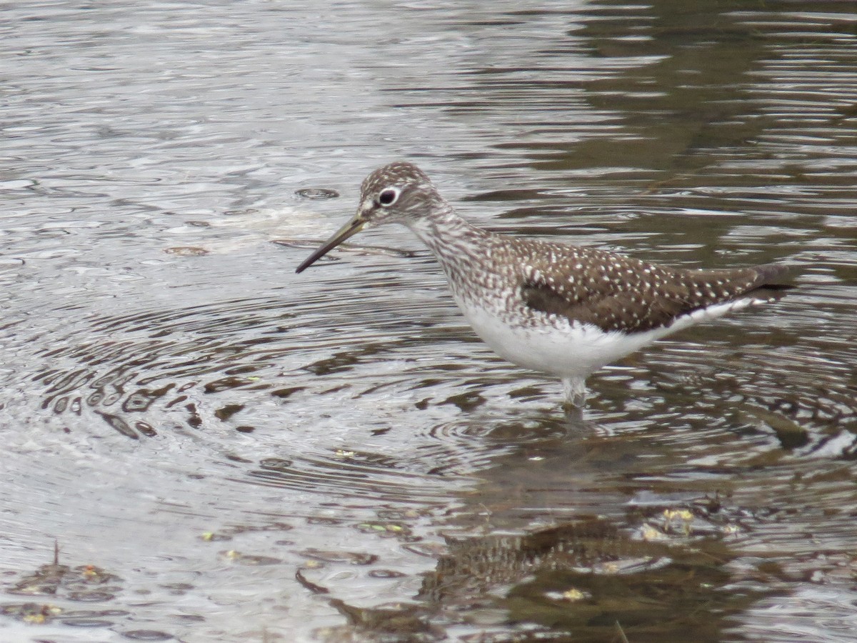 Solitary Sandpiper - ML155393791